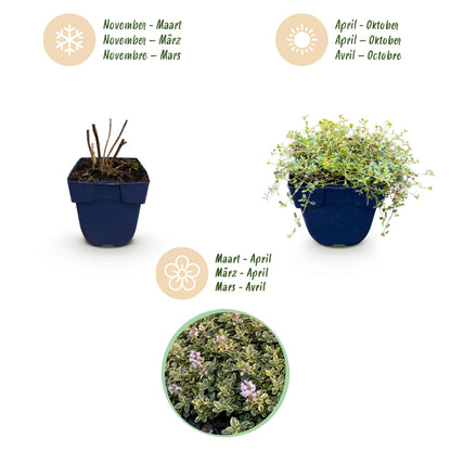 Zitronen-Thymian 'Sambesi' – Gelb – Topf Ø11cm – Ansicht 4