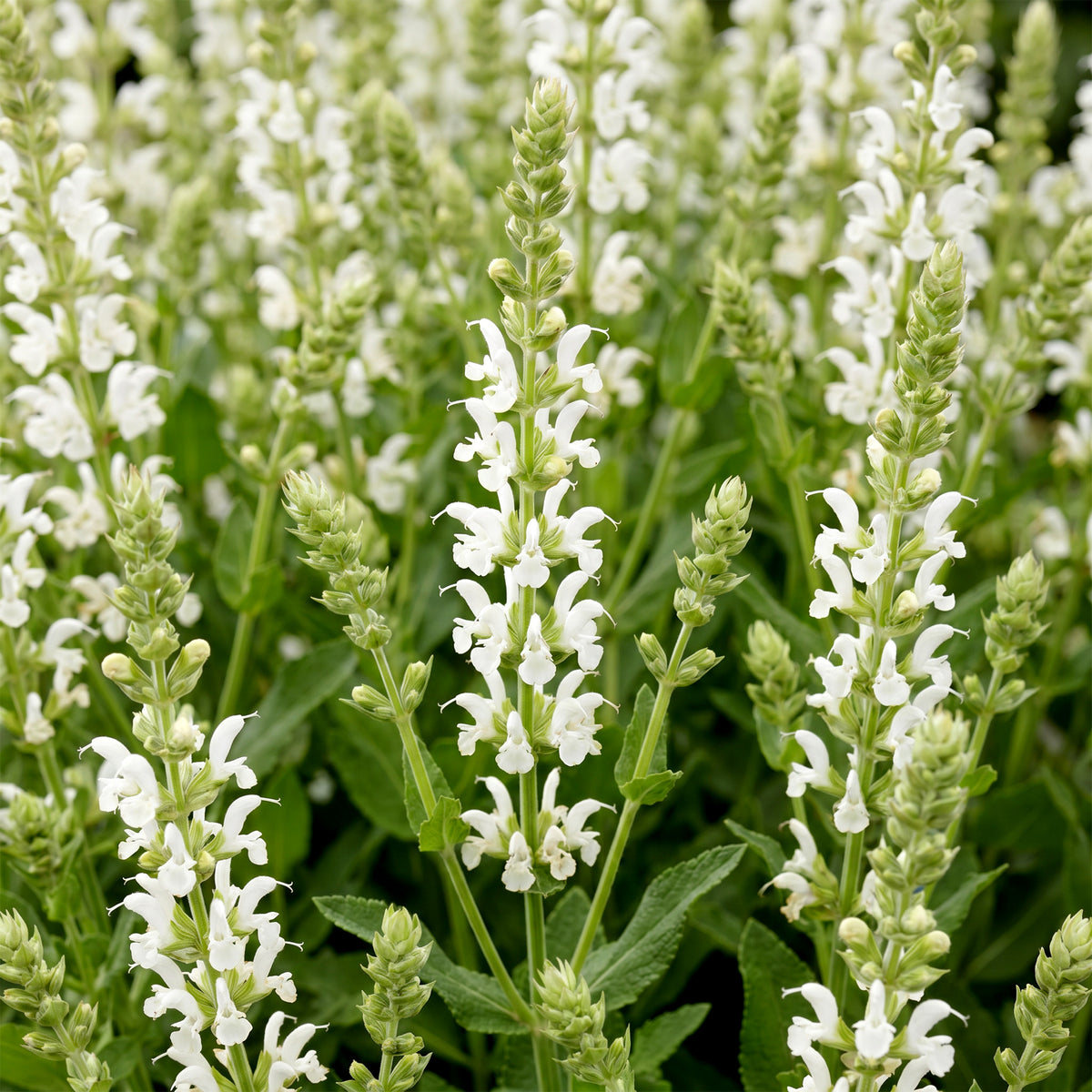Salbei 'Schneehügel' – Salvia nemorosa – Weiß – Topf Ø11cm – Ansicht 5