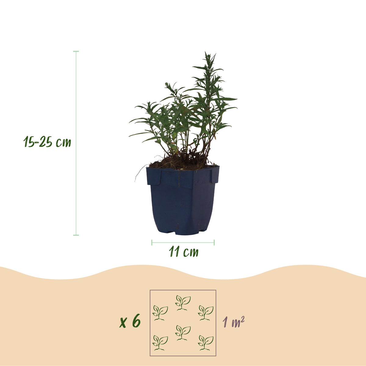 Kissen-Aster 'Mittelmeer' – Lila – Topf Ø11cm – Ansicht 3