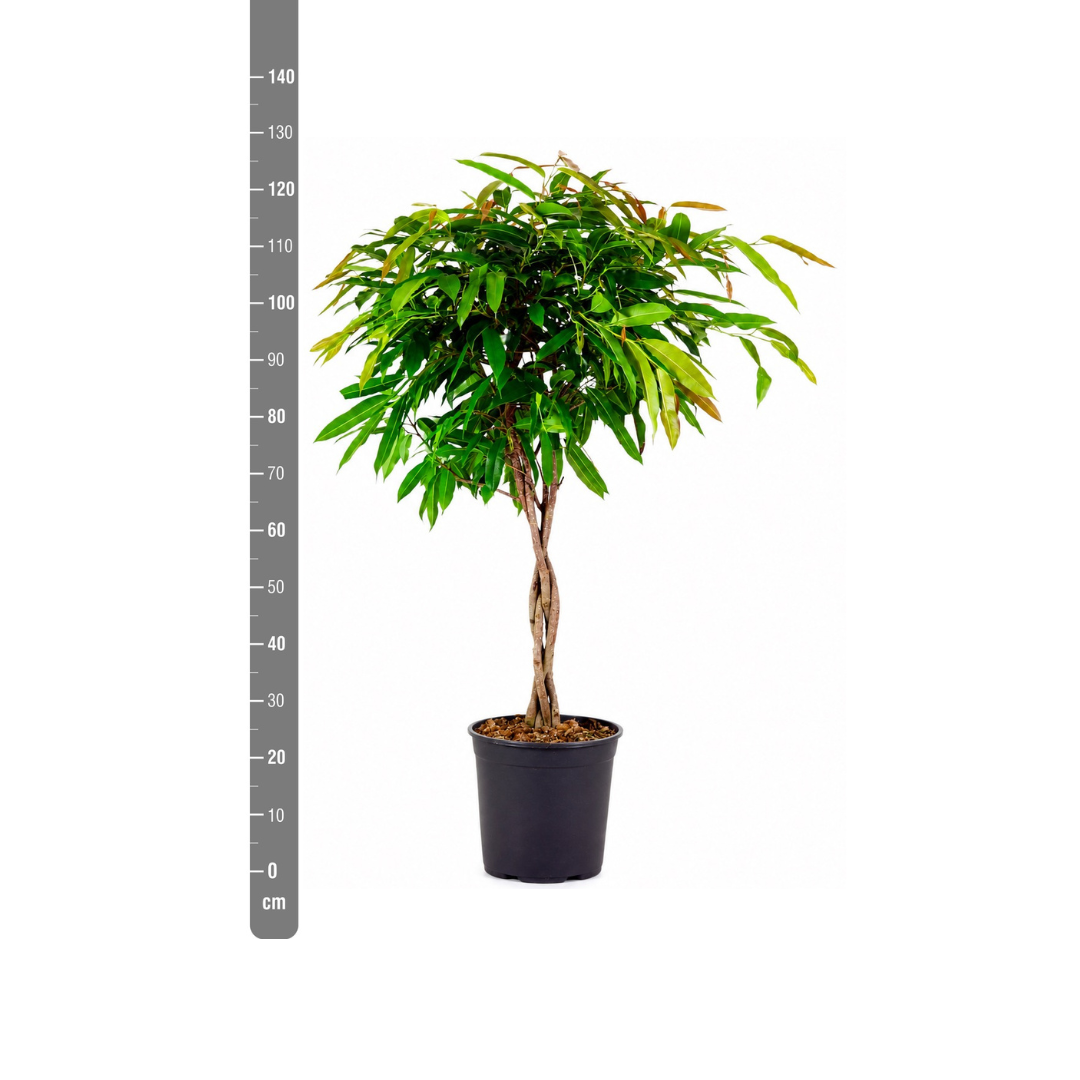 Ficus 'Amstel King' geflochten – Höhe 130 cm – Ansicht 2