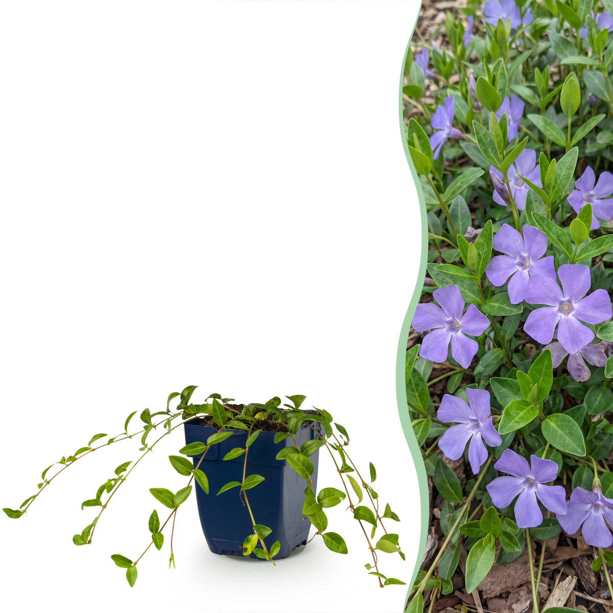 Immergrün 'Vinca minor' – Blau – Topf Ø11cm