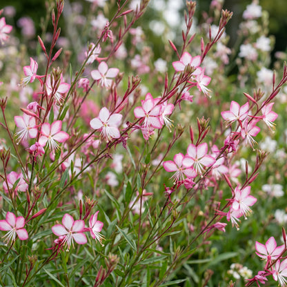 Prachtkerze 'Rosyjane' – Gaura lindheimeri – Rosa – Topf Ø11cm – Ansicht 5