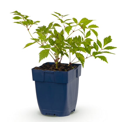 Astilbe 'Deutschland' – Prachtspiere – Weiß – Topf Ø11cm