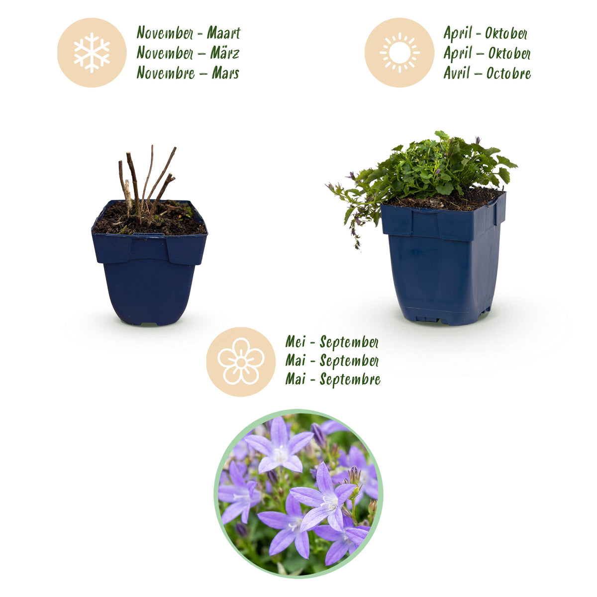 Hängepolster-Glockenblume 'Stella' – Campanula poscharskyana – Lila – Topf Ø11cm – Ansicht 4