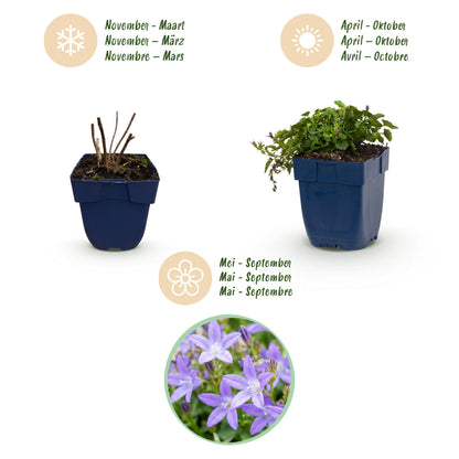 Hängepolster-Glockenblume 'Stella' – Campanula poscharskyana – Lila – Topf Ø11cm – Ansicht 4