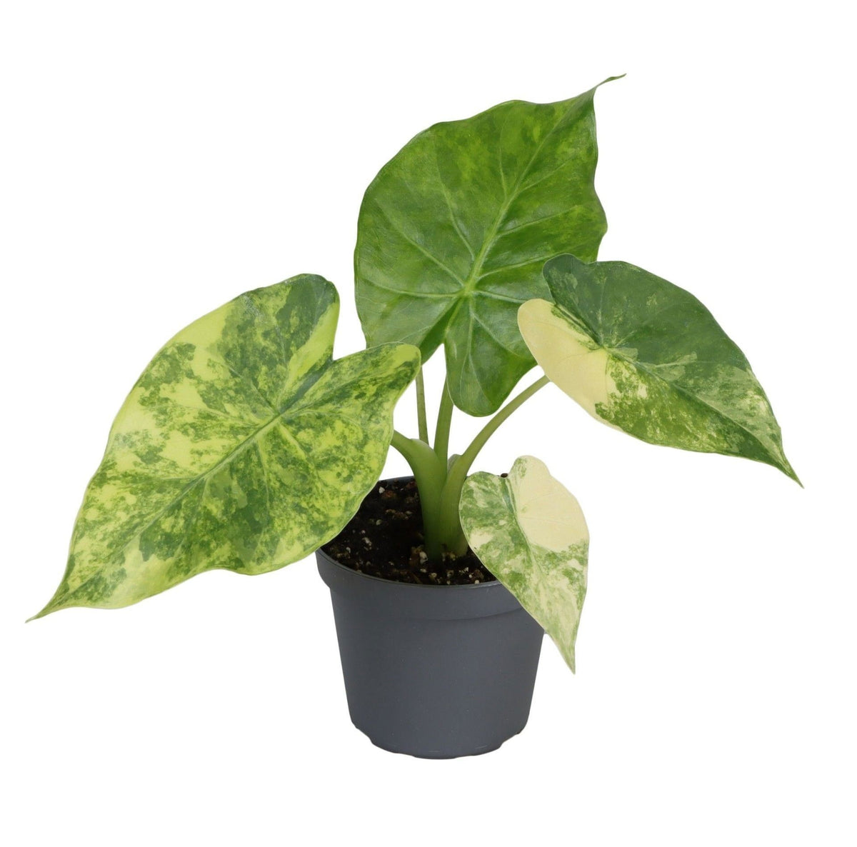 Alocasia Macrorrhiza Aurea Variegata – Ø6cm, ↕15cm