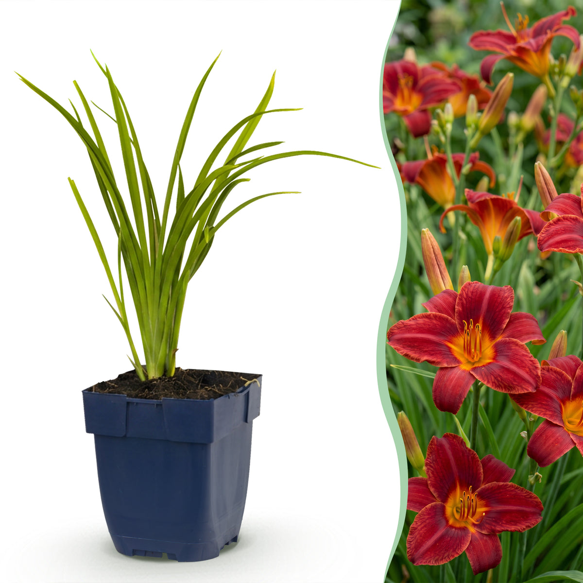 Taglilie 'Autumn Red' – Rot – Topf Ø11cm