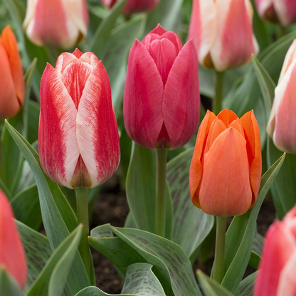 Greigii-Tulpen-Mix
