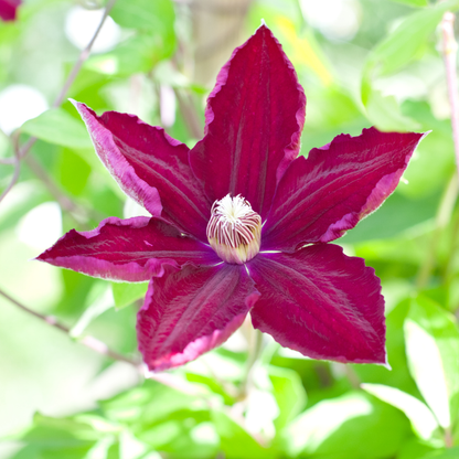 Clematis 'Rouge Cardinal' – Rot – P9 Topf – Ansicht 5