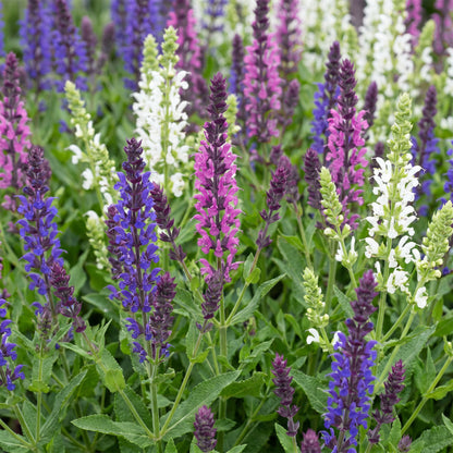 Salbei 'Tricolour' – Violett-Rosa-Weiß – Topf Ø11cm – Ansicht 5