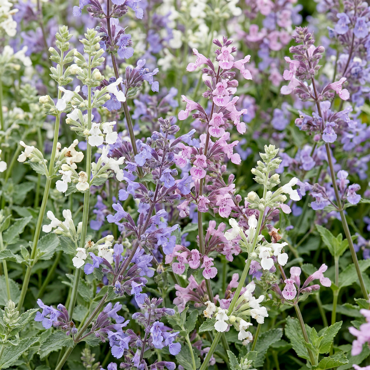 Katzenminze 'Tricolour' – Violett-Rosa-Weiß – Topf Ø11cm – Ansicht 5