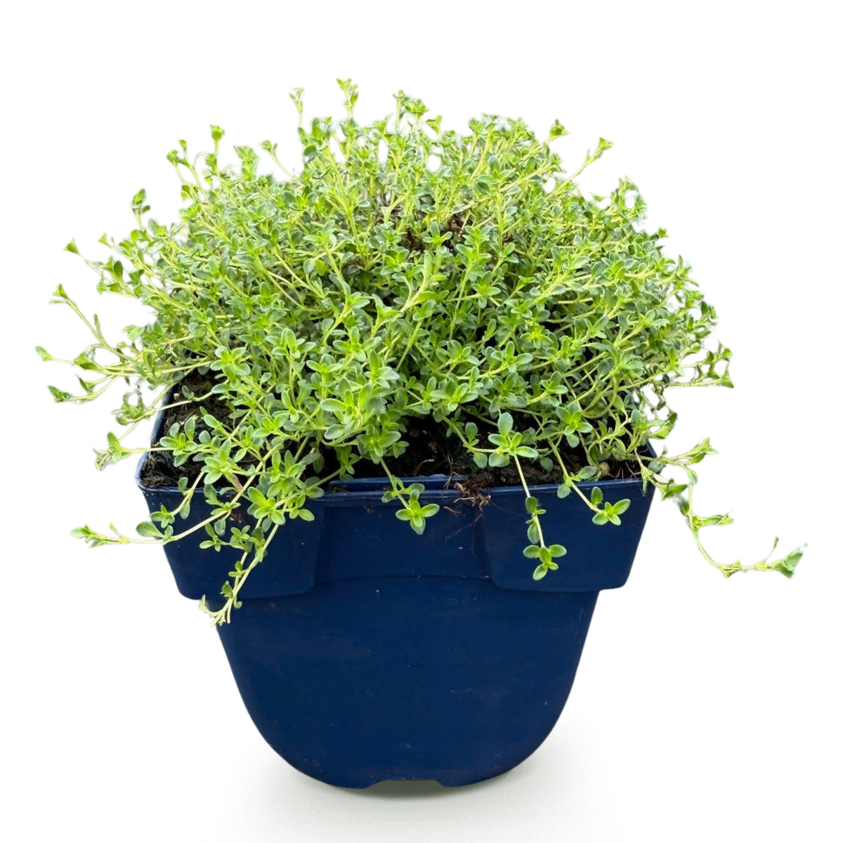 Kriech-Thymian 'Albiflorus' – Weiß – Topf Ø11cm – Ansicht 2