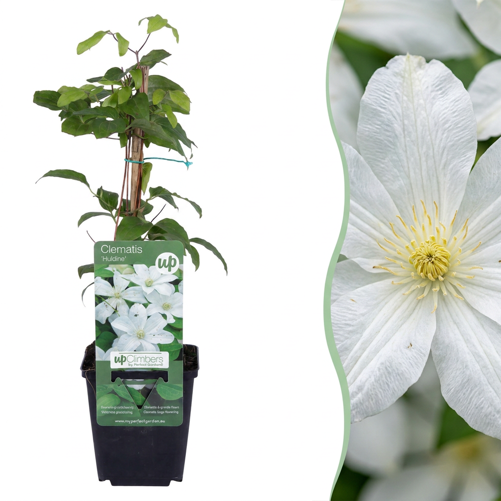 Waldrebe 'Huldine' – Weiß – Topf Ø9cm