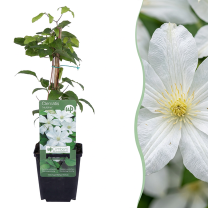 Waldrebe 'Huldine' – Weiß – Topf Ø9cm