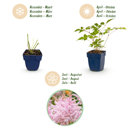 Astilbe 'Europa' – Rosa – Topf Ø11cm – Ansicht 3