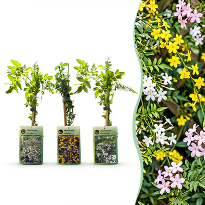 Jasmin-Trio 'Tricolour' – Gelb-Weiß-Rosa – Topf Ø9cm
