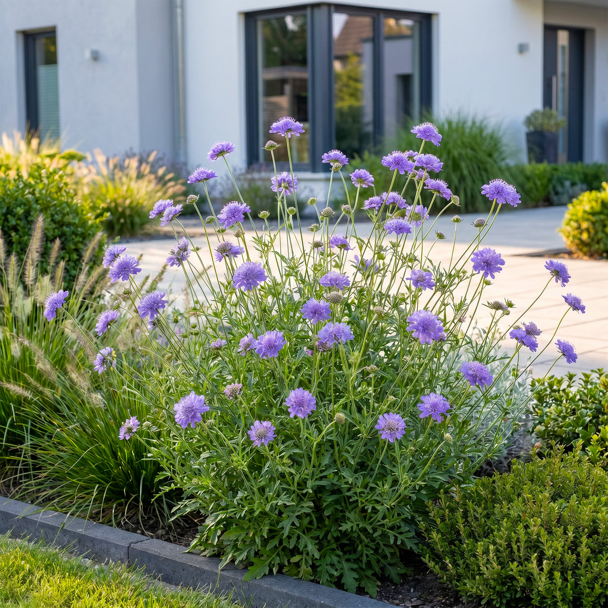Tauben-Skabiose 'Butterfly Blue' – Scabiosa columbaria – Lila – Topf Ø11cm – Ansicht 6