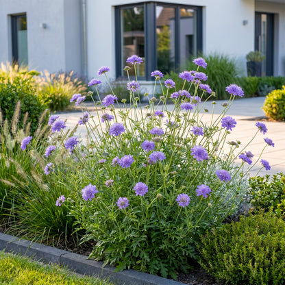 Tauben-Skabiose 'Butterfly Blue' – Scabiosa columbaria – Lila – Topf Ø11cm – Ansicht 6