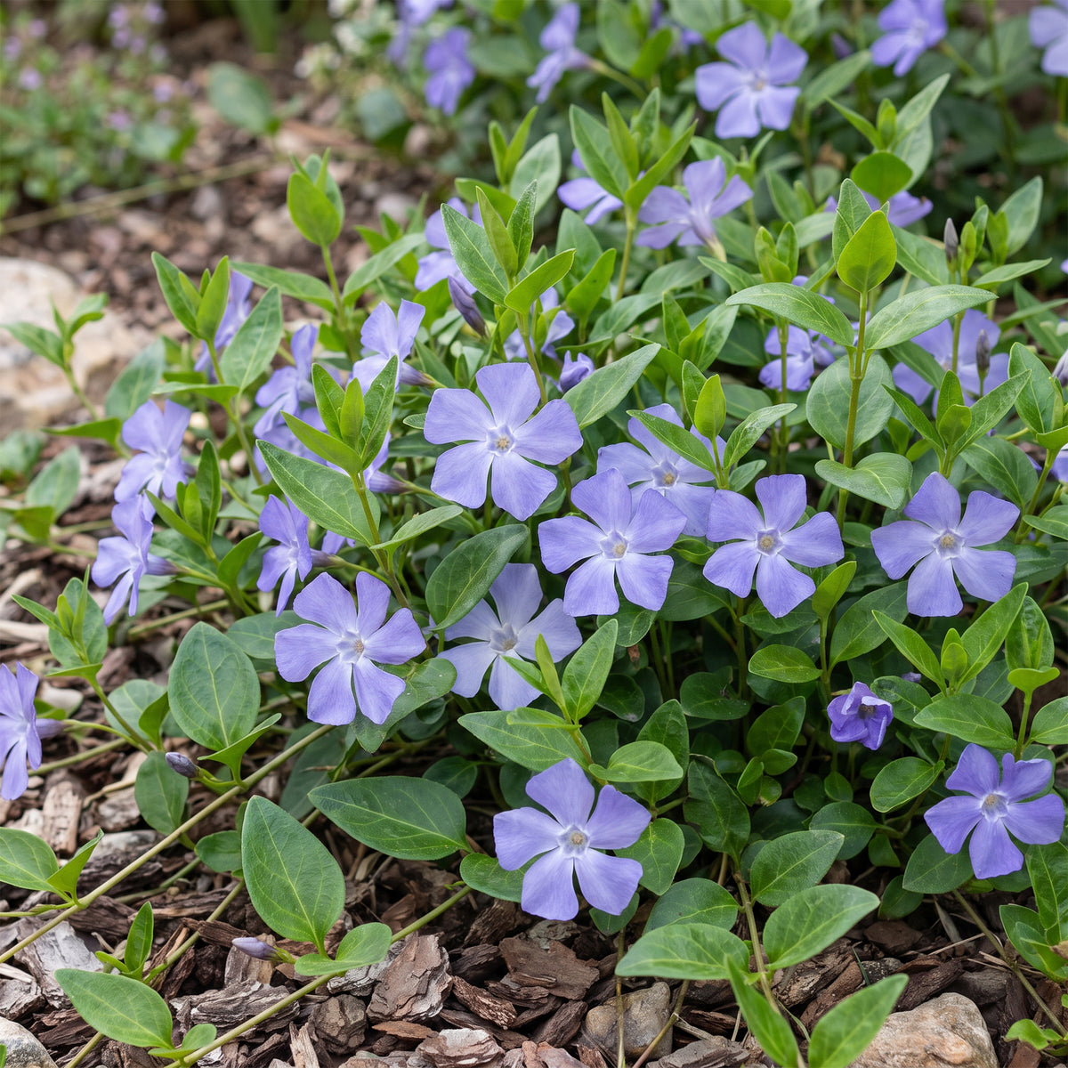 Immergrün 'Vinca major' – Blau – Topf Ø11cm – Ansicht 5
