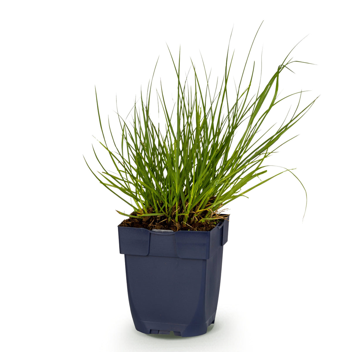 Rutenhirse 'Northwind' – Panicum virgatum – Topf Ø11cm – Ansicht 2