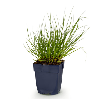 Rutenhirse 'Northwind' – Panicum virgatum – Topf Ø11cm – Ansicht 2