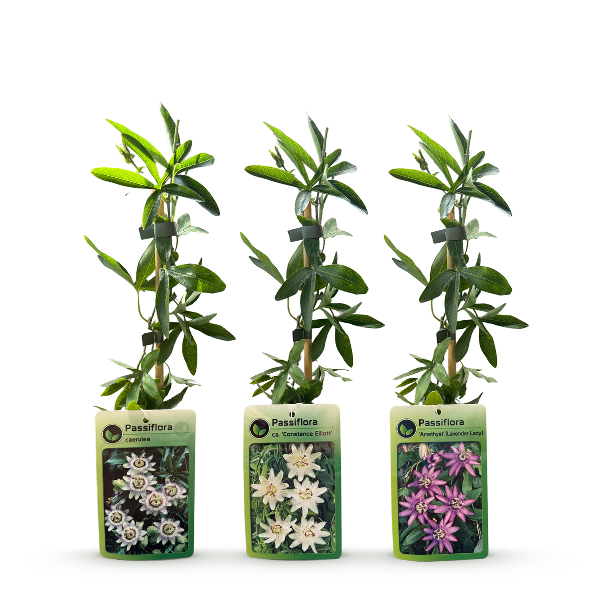Kletterpflanzen-Trio 'Tricolour' – Clematis, Passionsblume & Sternjasmin – Topf Ø9cm – Ansicht 3