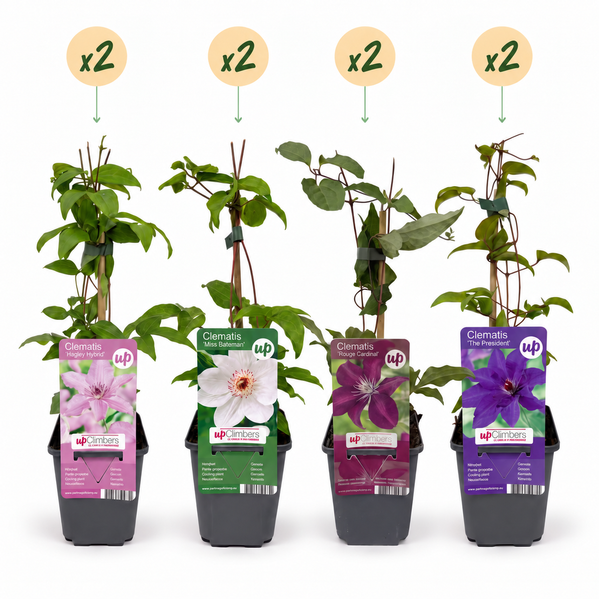 Waldrebe 'Rainbow' – Lila-Rot-Rosa-Weiß – Topf Ø9cm – Ansicht 2