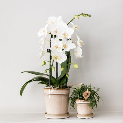 Phalaenopsis-Orchidee 'Niagara Fall White' – Weiß – Topf Ø9cm – Ansicht 6