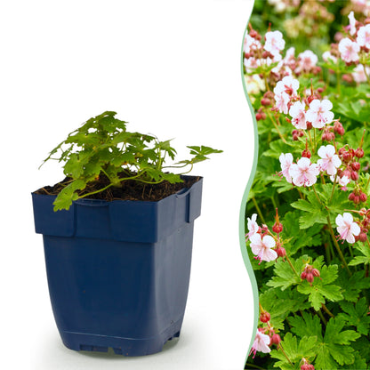Storchschnabel 'Spessart' – Weiß-Rosa – Topf Ø11cm