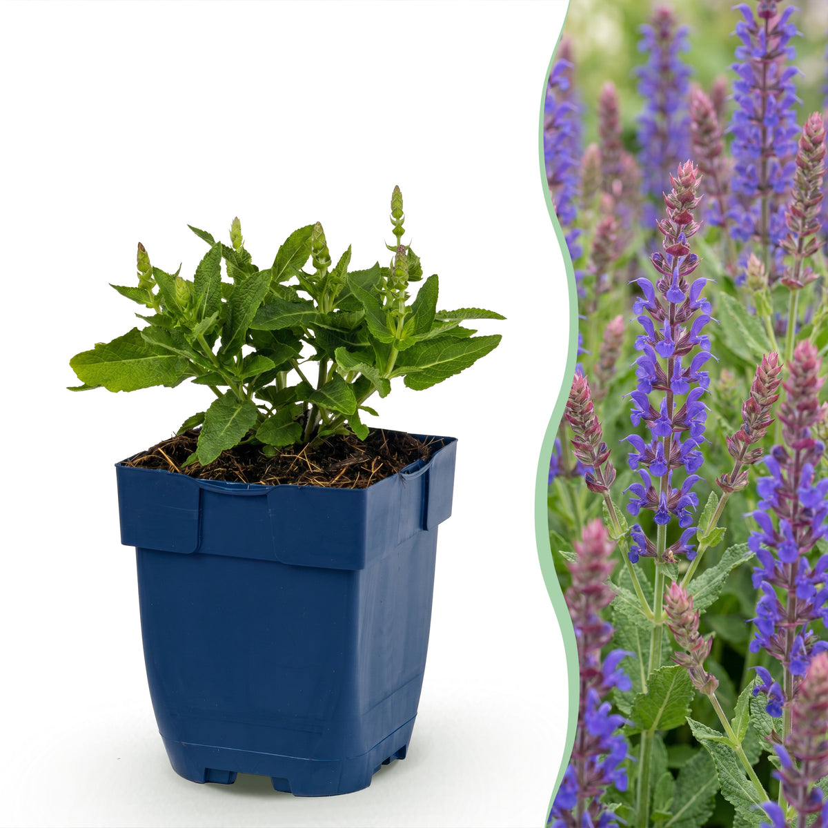 Salbei 'Sensation Deep Blue' – Lila – Topf Ø11cm
