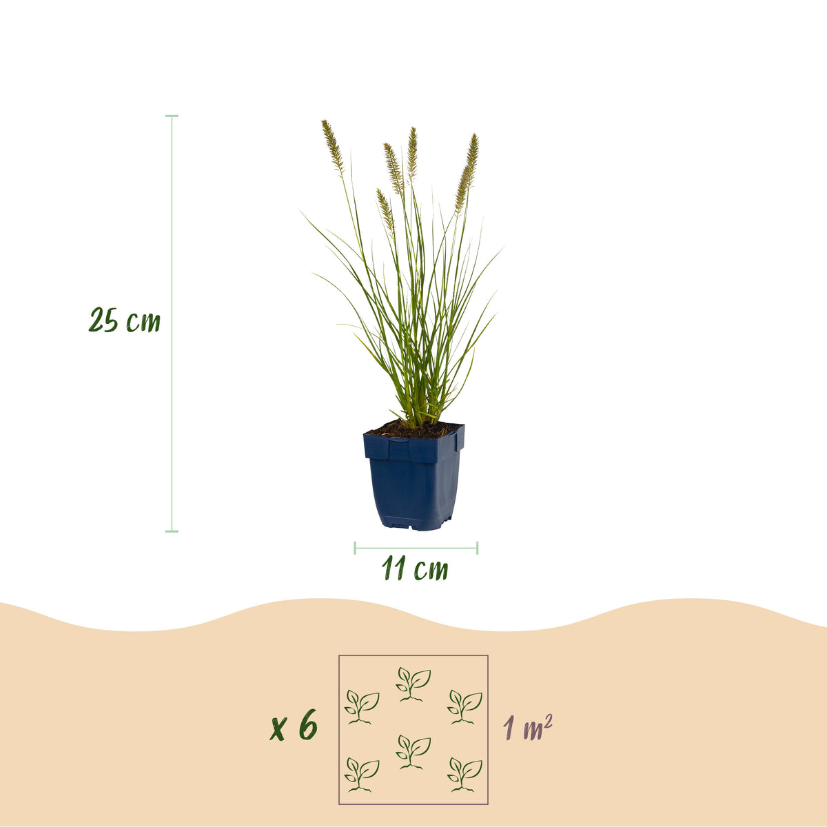 Lampenputzergras 'Hameln' – Pennisetum alopecuroides – Topf Ø11cm – Ansicht 4