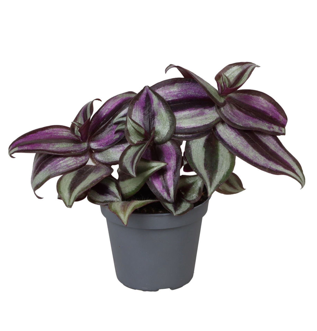 Dreimasterblume 'Zebra Pink Joy' – Lila-Rosa – Topf Ø6cm