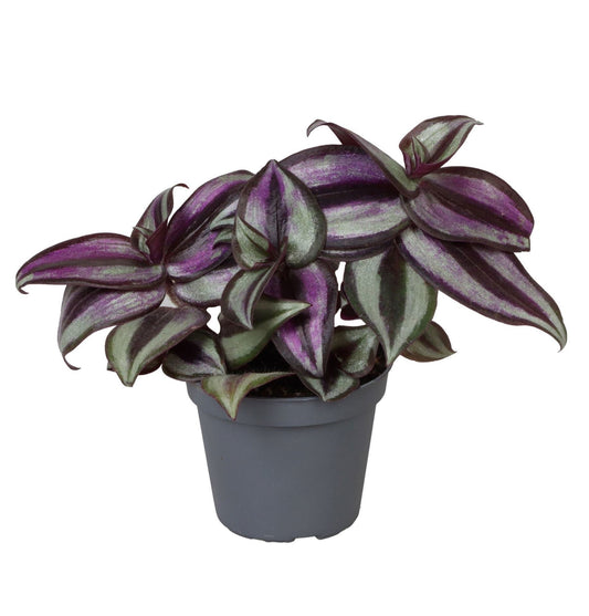 Dreimasterblume 'Zebra Pink Joy' – Lila-Rosa – Topf Ø6cm