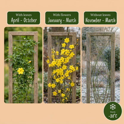 Winterjasmin 'Jasminum nudiflorum' – Gelb, Ø9cm, ↕35cm – Ansicht 4