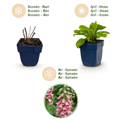 Fingerhut 'Digitalis mertonensis' – Rosa – Topf Ø11cm – Ansicht 4