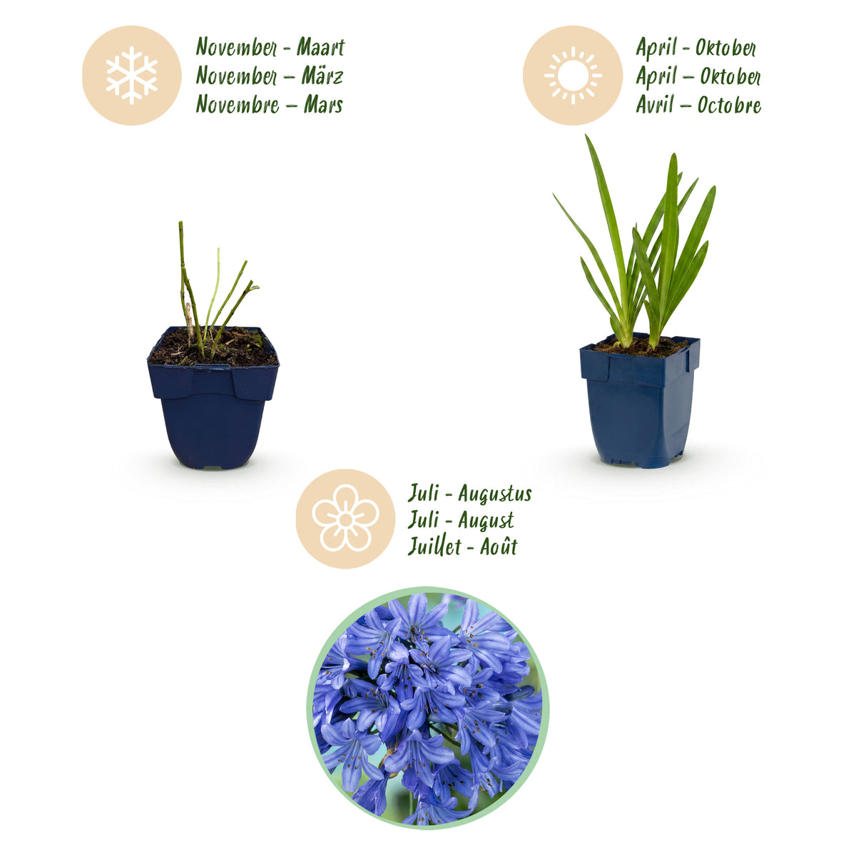 Afrikanische Lilie 'Agapanthus africanus' – Blau – Topf Ø11cm – Ansicht 4