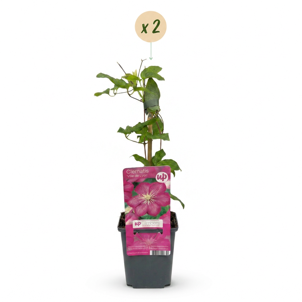 Clematis 'Ville de Lyon' (großblumig) – Rot, Ø9cm, ↕35cm – Ansicht 2