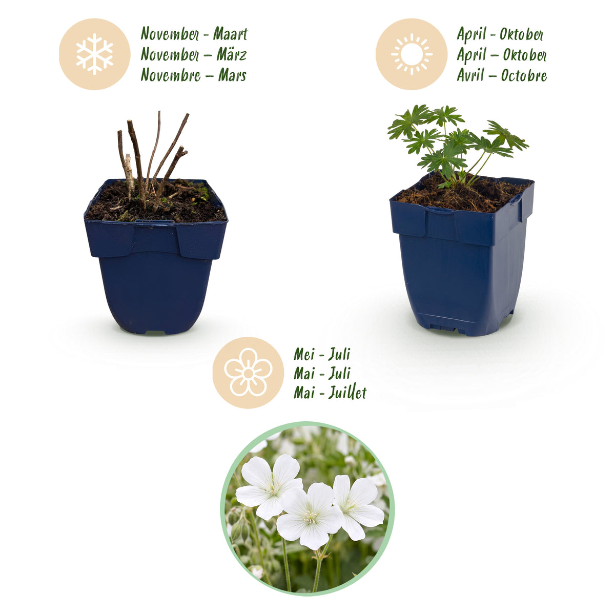 Storchschnabel 'Geranium sanguineum Album' – Weiß – Ø11cm – Ansicht 4