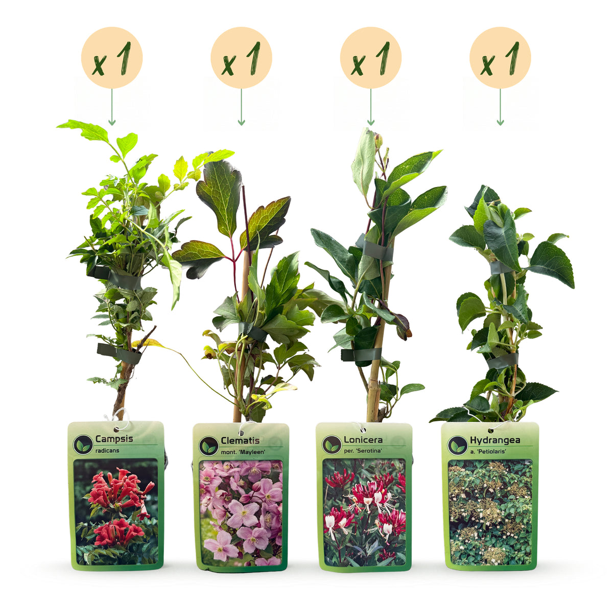 Kletterpflanzen-Quartett 'Rainbow' – Trompetenblume, Waldrebe, Geißblatt & Kletterhortensie – Topf Ø9cm – Ansicht 2