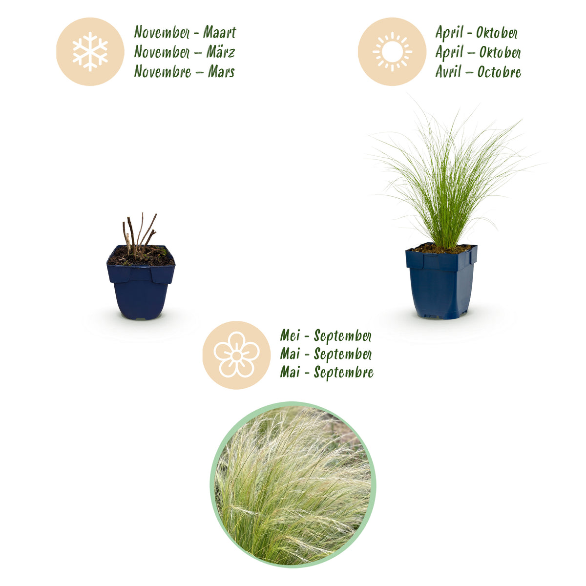 Federgras 'Ponytails' – Stipa tenuissima – Topf Ø11cm – Ansicht 4