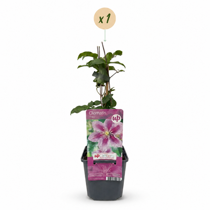 Waldrebe 'Piilu' – Clematis – Weiß-Rosa – Ø9cm – Ansicht 2