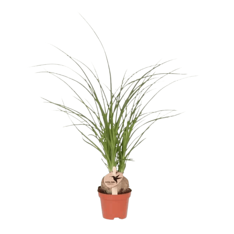 Beaucarnea 'Elefantenfuß' – Zimmerpflanze – Ø6cm
