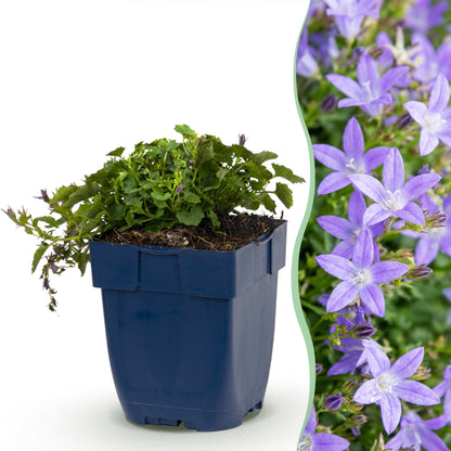 Hängepolster-Glockenblume 'Stella' – Campanula poscharskyana – Lila – Topf Ø11cm – Ansicht 2