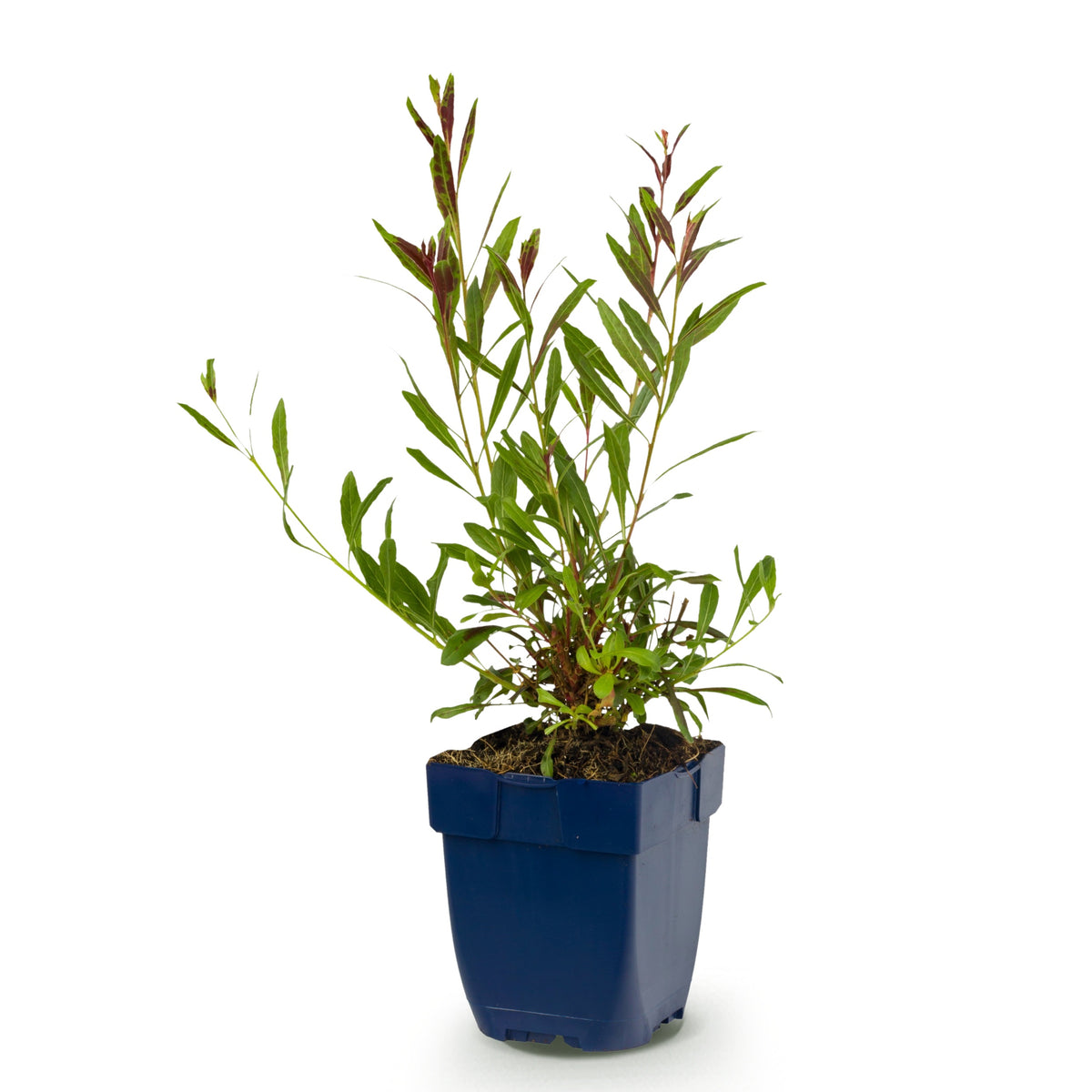 Prachtkerze 'Rosyjane' – Gaura lindheimeri – Rosa – Topf Ø11cm – Ansicht 2