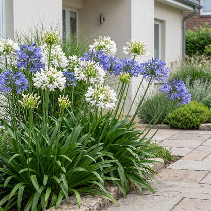 Schmucklilie 'Agapanthus Duo' – Blau-Weiß – Topf Ø11cm – Ansicht 6