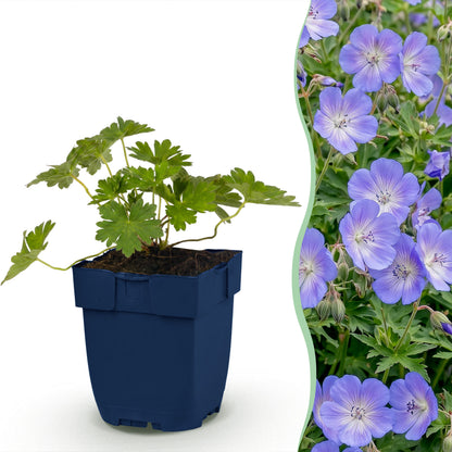 Storchschnabel 'Rozanne' – Blau – Topf Ø11cm – Ansicht 2