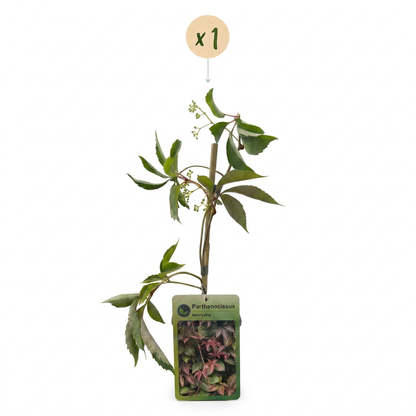 Wilder Wein 'Parthenocissus henryana' – Grün – Topf Ø9cm – Ansicht 2