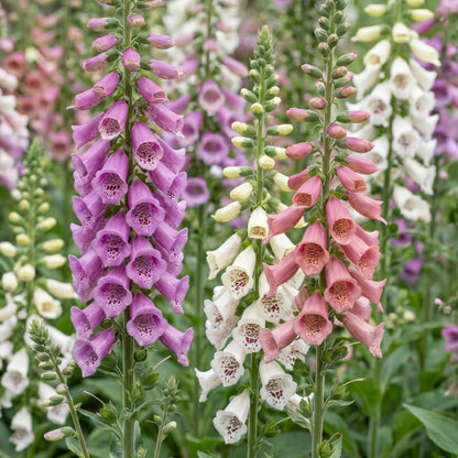 Fingerhut 'Digitalis Tricolour' – Rosa-Violett-Weiß – Topf Ø11cm – Ansicht 5