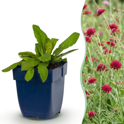 Mazedonische Witwenblume 'Knautia macedonica' – Dunkelrot – Topf Ø11cm