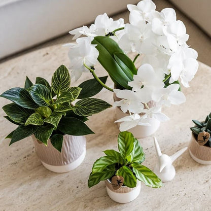 Philodendron 'White Measure' – Ø9cm – Ansicht 8